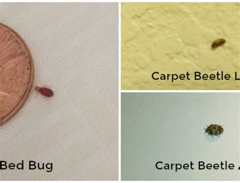 Carpet Beetles on the Climb | Thrasher Termite & Pest Control