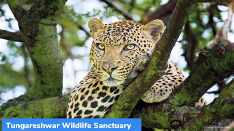 Tungareshwar Wildlife Sanctuary Exempted from SC’s ESZ Mandate – GKToday