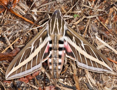 White Lined Sphinx Moth: Identification, Life Cycle, Facts & Pictures