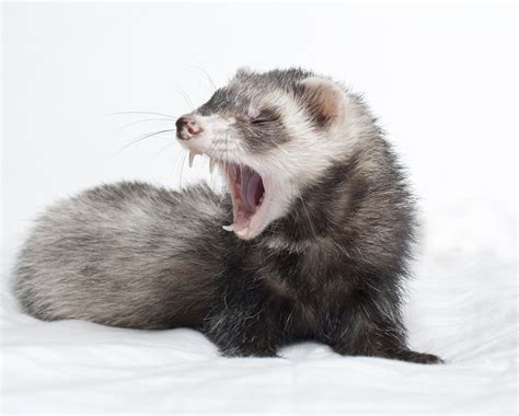 Ferret Teeth and Dental Care for Ferrets - Petfinder