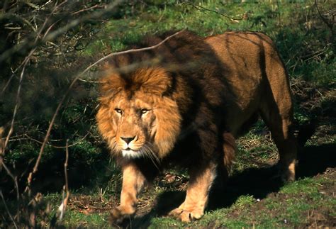 Moroccan lions in zoos today | Barbary Lion