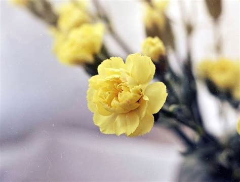 Carnation meaning. Discover the true origins and symbolism of this flower