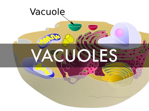 Vacuole Function In Animal Cell