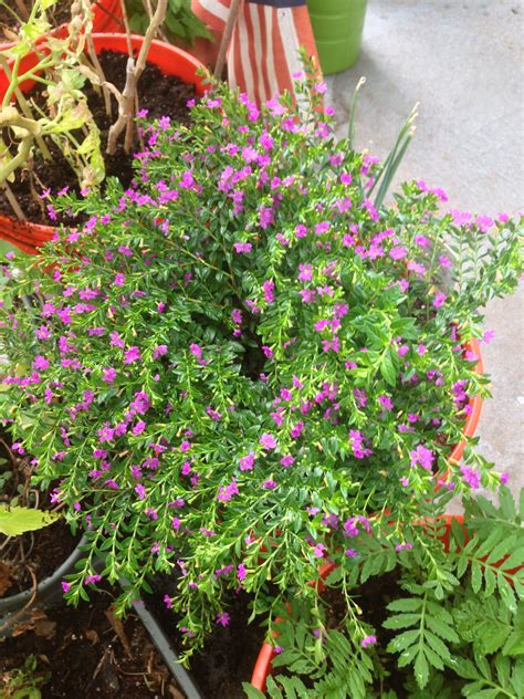 Mexican heather Very neat plant and good for this crazy Texas heat | Texas plants, Plants ...