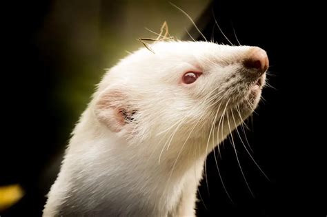 Do Ferrets Teeth Fall Out? - My Happy Ferret