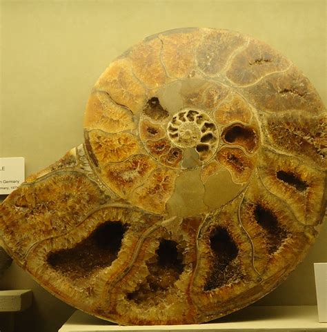 Ammonite Shell image - Free stock photo - Public Domain photo - CC0 Images