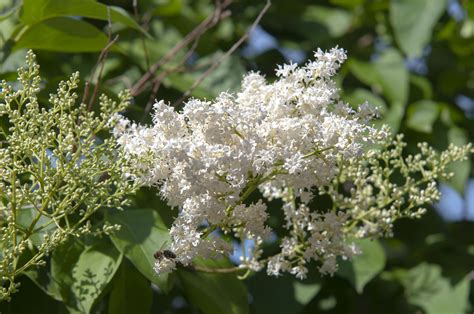 How to Grow and Care for a Japanese Lilac Tree