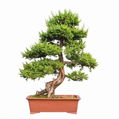 Bonsai Tree of Shimpaku Juniper Stock Image - Image of botany, dwarf: 62829341