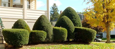 Tree Trimming Service - Richmond Tree Care - (604) 265-5880