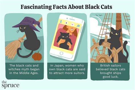 11 Pawsitively Fascinating Facts About Black Cats