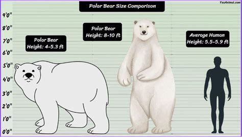 Polar Bear Size: How Big Are They? Compared With Others