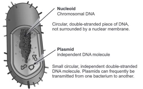 Plasmid, its Types and function - Biology Ease