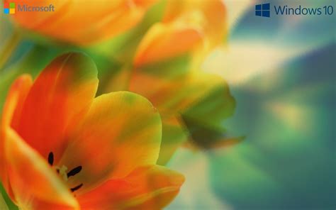 Yellow petaled flower windows 10 wallpaper, window, Windows 10, Microsoft Windows, Windows Vista ...