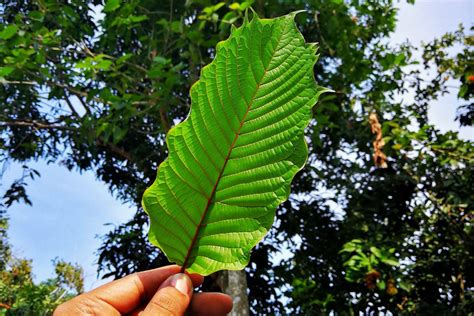 What is Kratom: Benefits of Red Kratom- Kratom Bloom