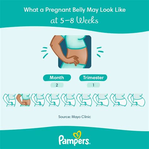 7 Weeks Pregnant: Symptoms & Embryo Development | Pampers CA