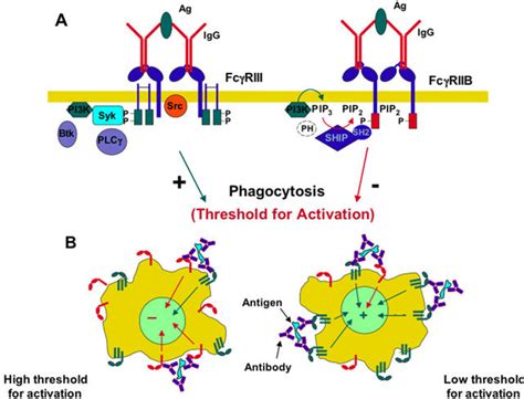 Immunoglobulin G Class (IgG)