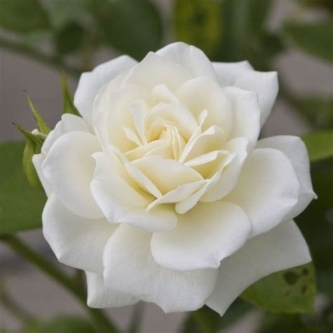 Buy Rose White Plant online at cheap price on plantsguru.com