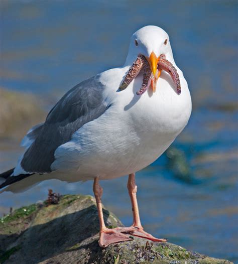 Seagulls Eating Starfish Look Horrifying