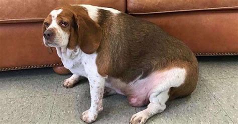 Obese Beagle Makes The Most Inspiring Fitness Transformation - The Dodo