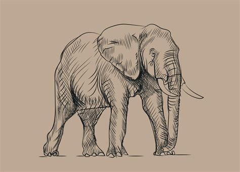 Sketch of Elephant 22015198 Vector Art at Vecteezy