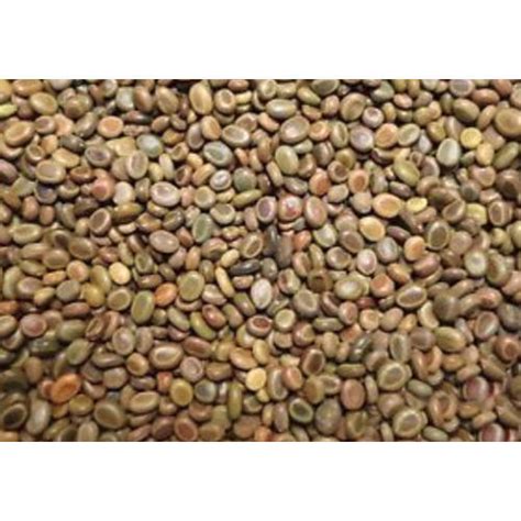 Acacia Tortilis Seeds at Best Price in Jaipur, Rajasthan | Green India