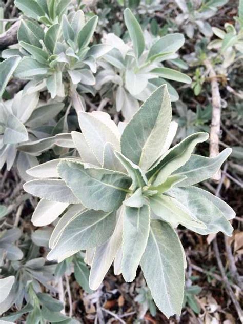 White sage (Salvia apiana): an important ceremonial and medicinal plant for Native Americans