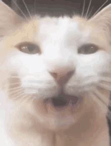 Fatfatmillycat Silly Cat GIF - Fatfatmillycat Silly Cat Cat - Discover & Share GIFs