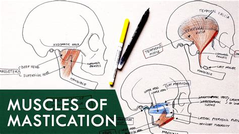 Muscles of Mastication | Anatomy Tutorial - YouTube