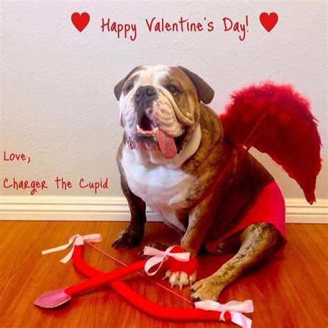 Happy Valentine's Day! Love, Charger ️ #englishbulldog #bulldogs | Valentines day dog, Happy ...