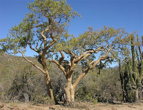 Photo #62774 | Bursera microphylla | plant lust