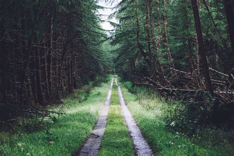 Green trees, UK, forest, path, dark HD wallpaper | Wallpaper Flare