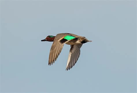 Green Winged Teal in Flight Photograph by Loree Johnson - Fine Art America