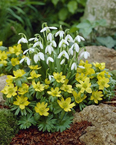 Eranthis hyemalis - a very early Springflower! - Tulip Store