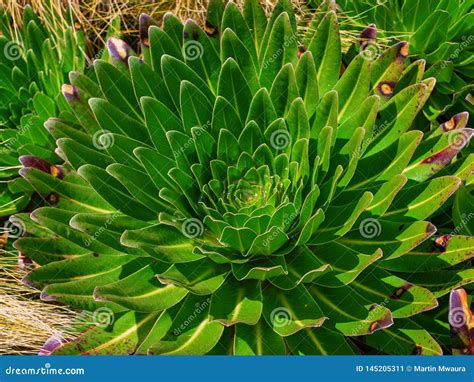 Young Plant Giant Lobelia (Lobelia Deckenii) at Mount Kenya Stock Image - Image of lobelia ...