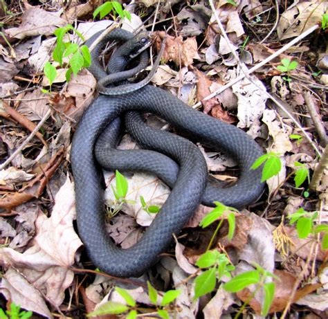 Eastern Ratsnake - Meigs Point Nature Center