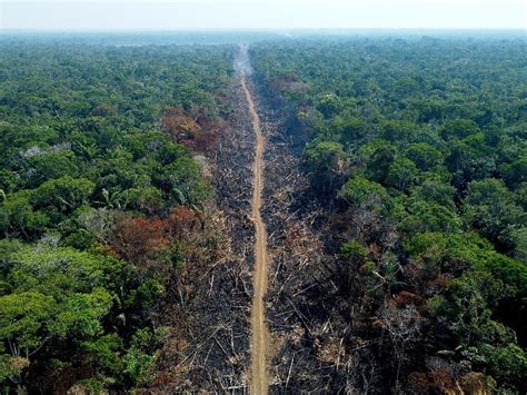 Worst-ever February rainforest data for Brazilian Amazon