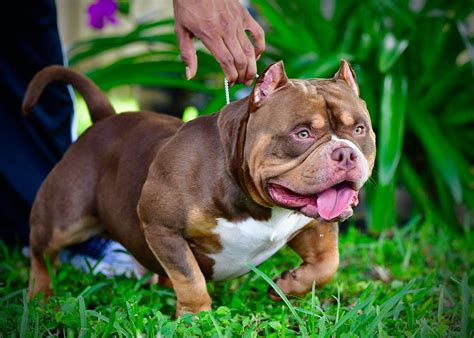 5 INCREDIBLE LILAC, CHOCOLATE, BLUE & BLACK TRI COLOR AMERICAN BULLY ...