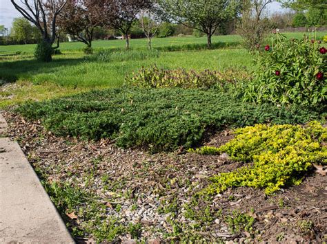 Creeping Juniper Ground Cover: Types, Care, and Propagation | Dengarden