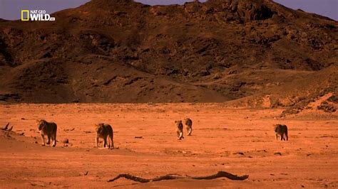 Asadal: National Geographic Vanishing Kings: Desert Lions of Namib (2016)