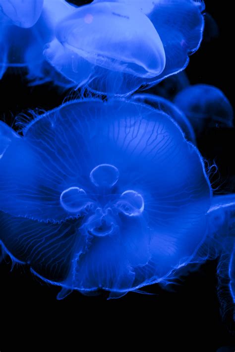 Moon Jellyfish [3] | From the New England Aquarium | Kristen Palatella | Flickr