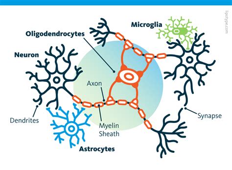 Lipid profiles of neurons & glia cells - Lipidomic Profiles of Neural ...