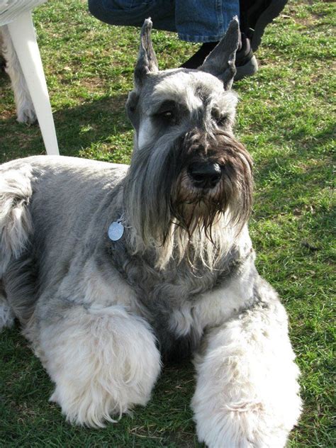 Salt & Pepper Giant Schnauzer | Schnauzer puppy, Giant schnauzer, Schnauzer