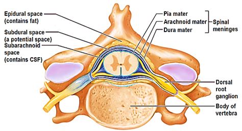 Spinal Cord - Extent, gross features, meninges, blood supply