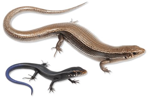 Plestiodon anthracinus pluvialis Southern Coal Skink | Herps of Arkansas