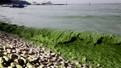 Lake Erie algae blooms: Fertilizer runoff still a problem