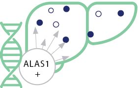 How GIVLAARI® (givosiran) Works | HCP