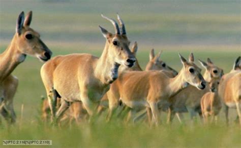 Mongolian gazelle - Alchetron, The Free Social Encyclopedia