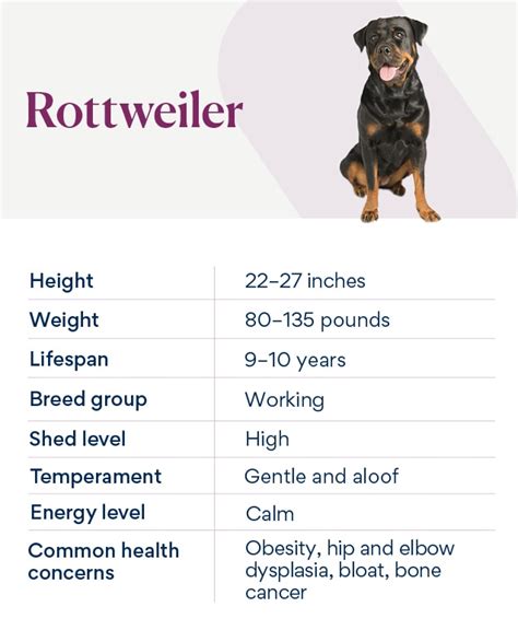 Rottweiler Dog Breed Health and Care | PetMD