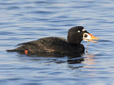 Surf Scoter (Melanitta perspicillata) Bird Facts & Identification