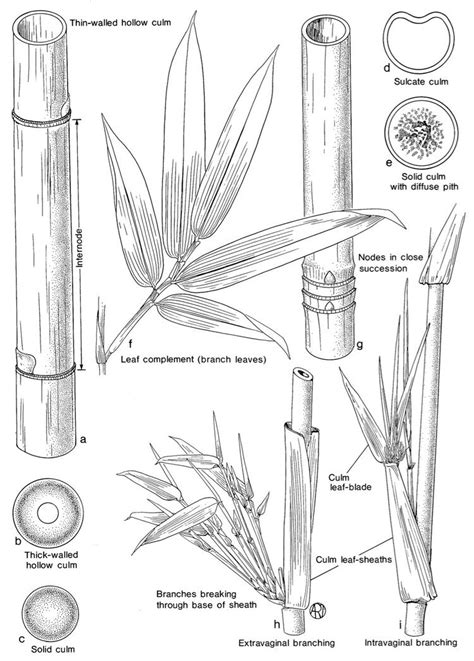 Bamboo Identification Made Easy: A Step By Step Guide